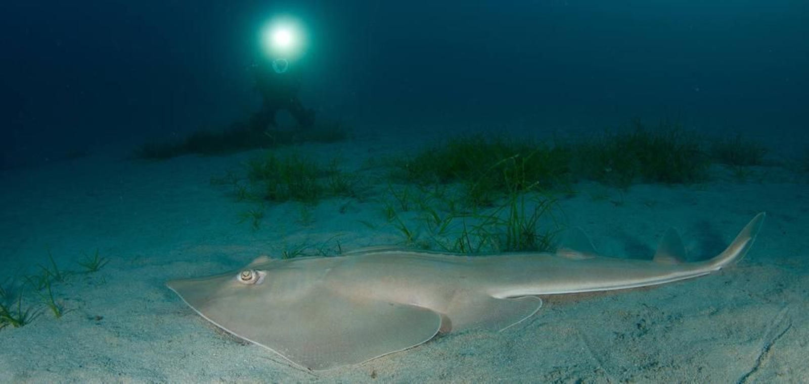 Un pez guitarra en el fondo del mar