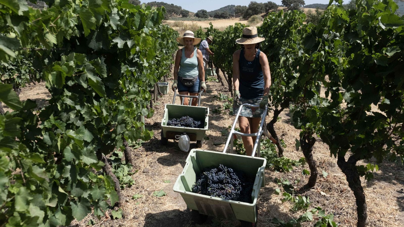 Vendimia en la bodega Schatz.