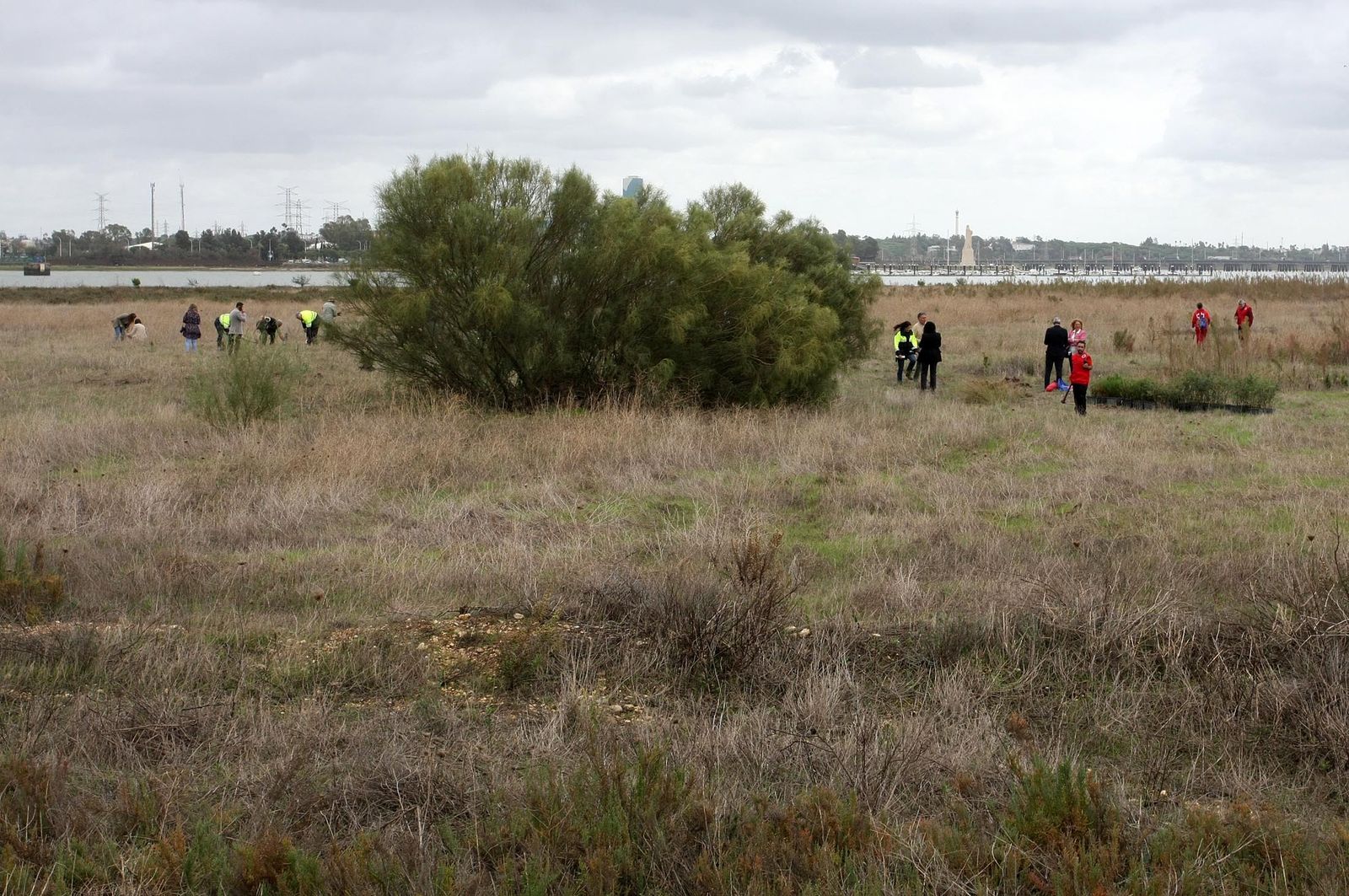 Imágenes de la plantación de árboles en los Llanos de Bacuta, en el Paraje Natural Marismas del Odiel, Huelva