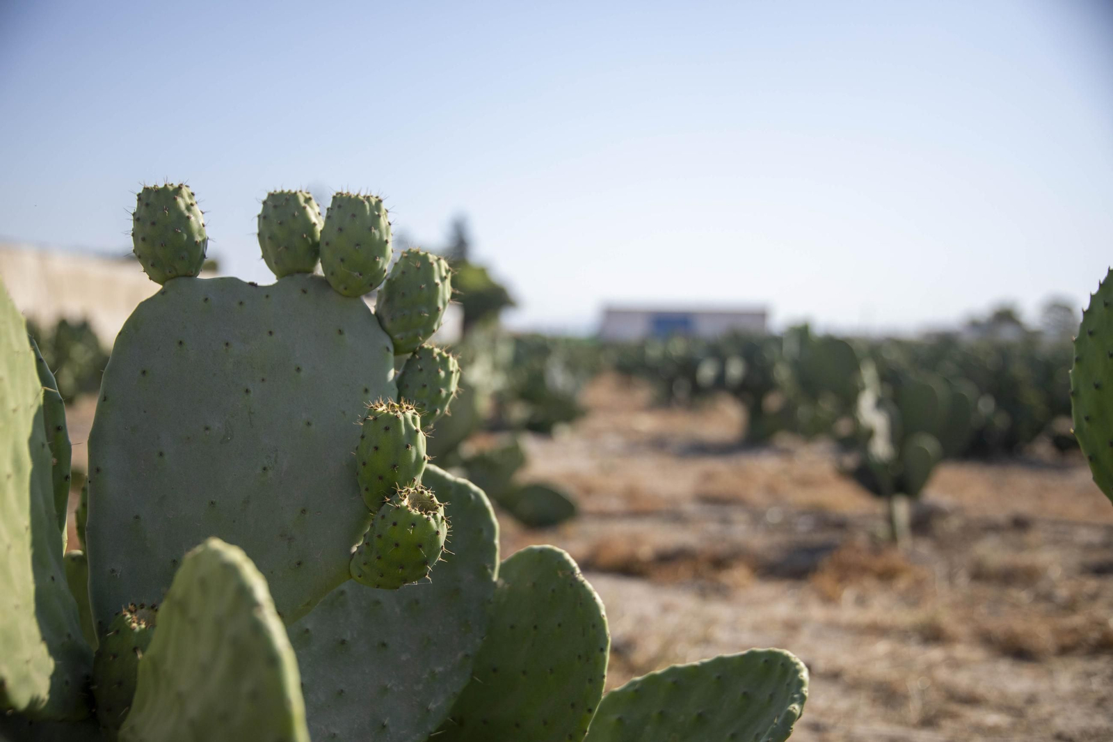 Plantación de chumbos de Níjar
