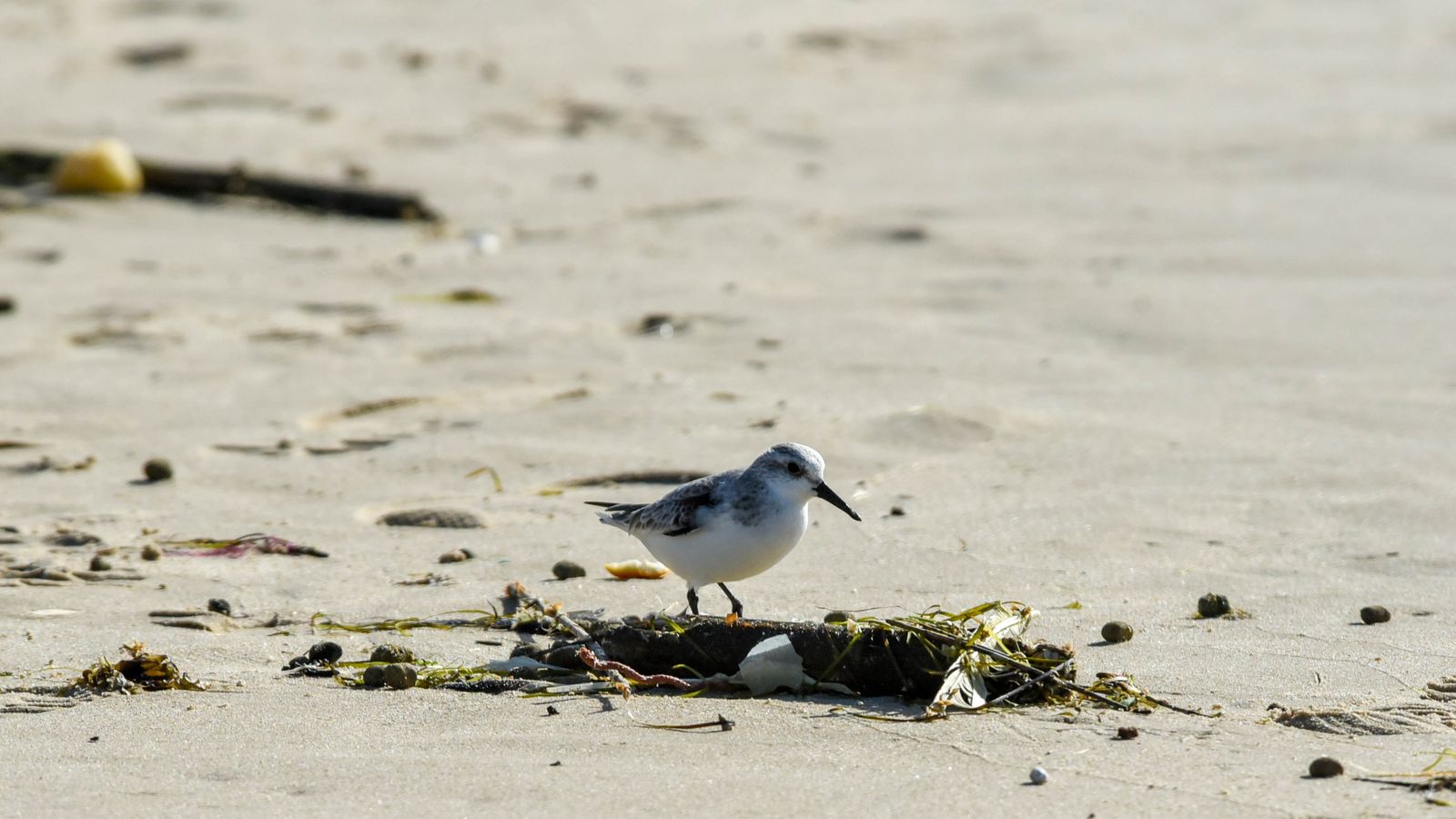 Ambiente en el puente de la Inmaculada en Tarifa, en imágenes