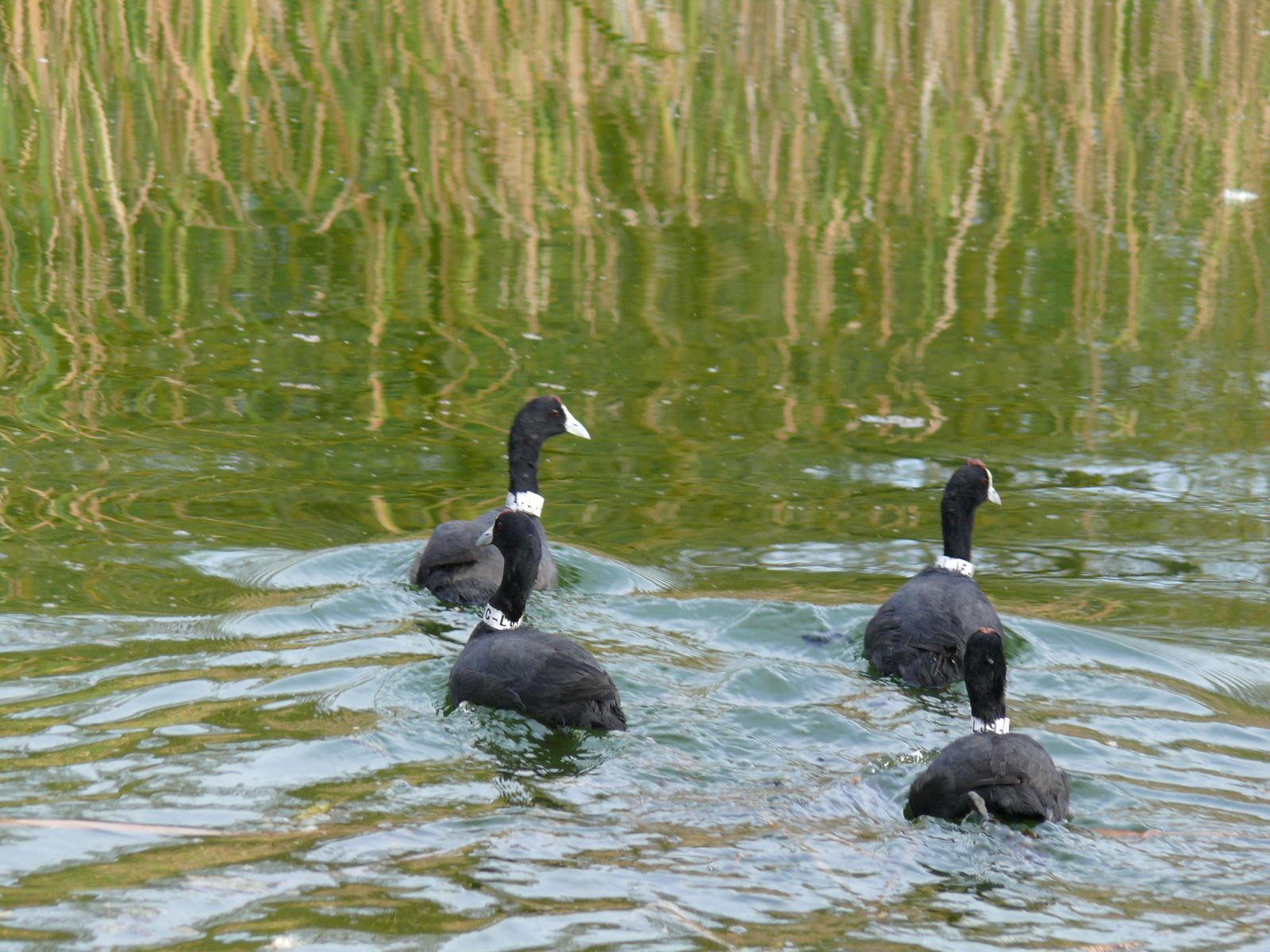 Las imágenes de la suelta de fochas cornudas y porrones pardos