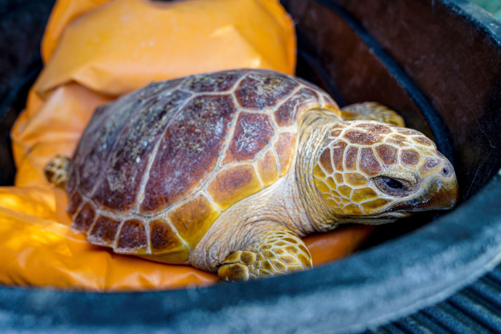 La tortuga boba 'Bélez'.