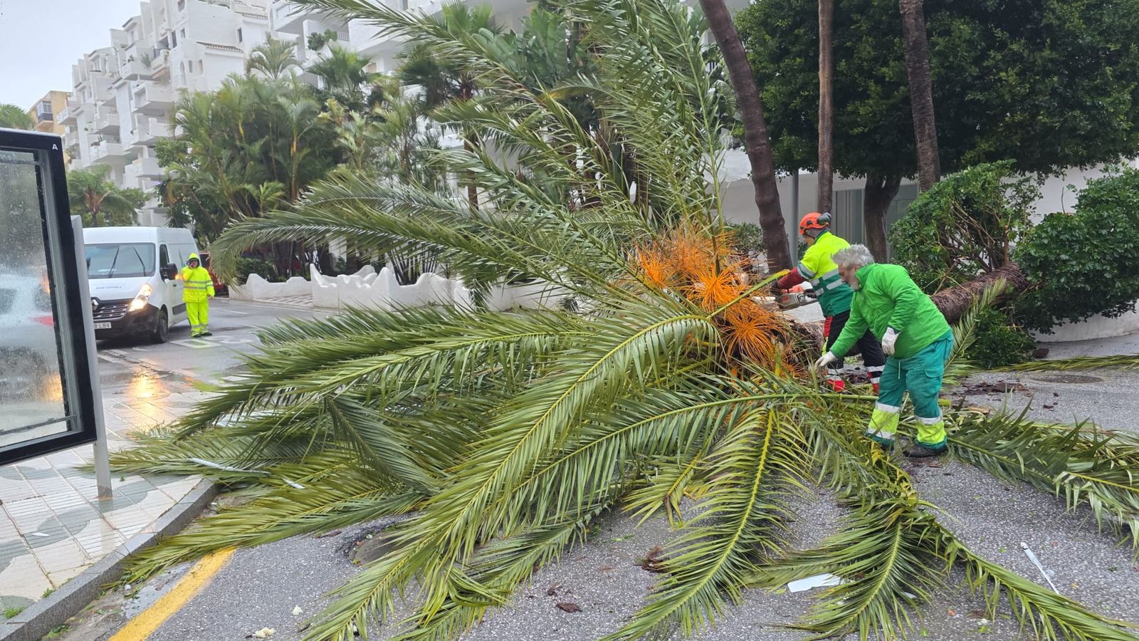 Operarios retiran una palmera en Almuñécar