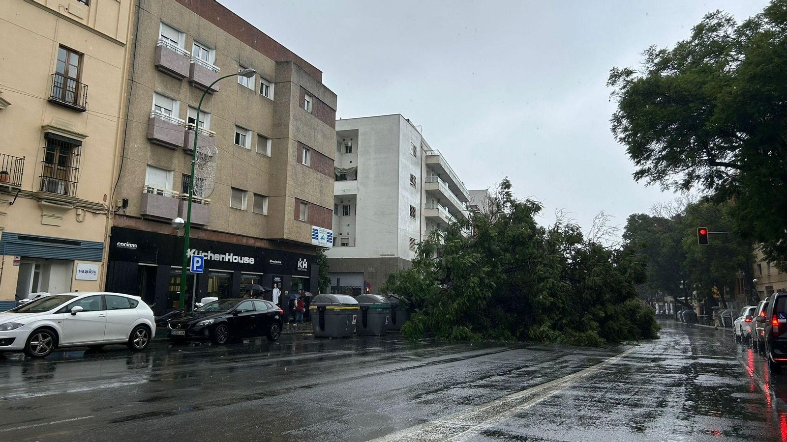 Cae un árbol de grandes dimensiones en Luis Montoto