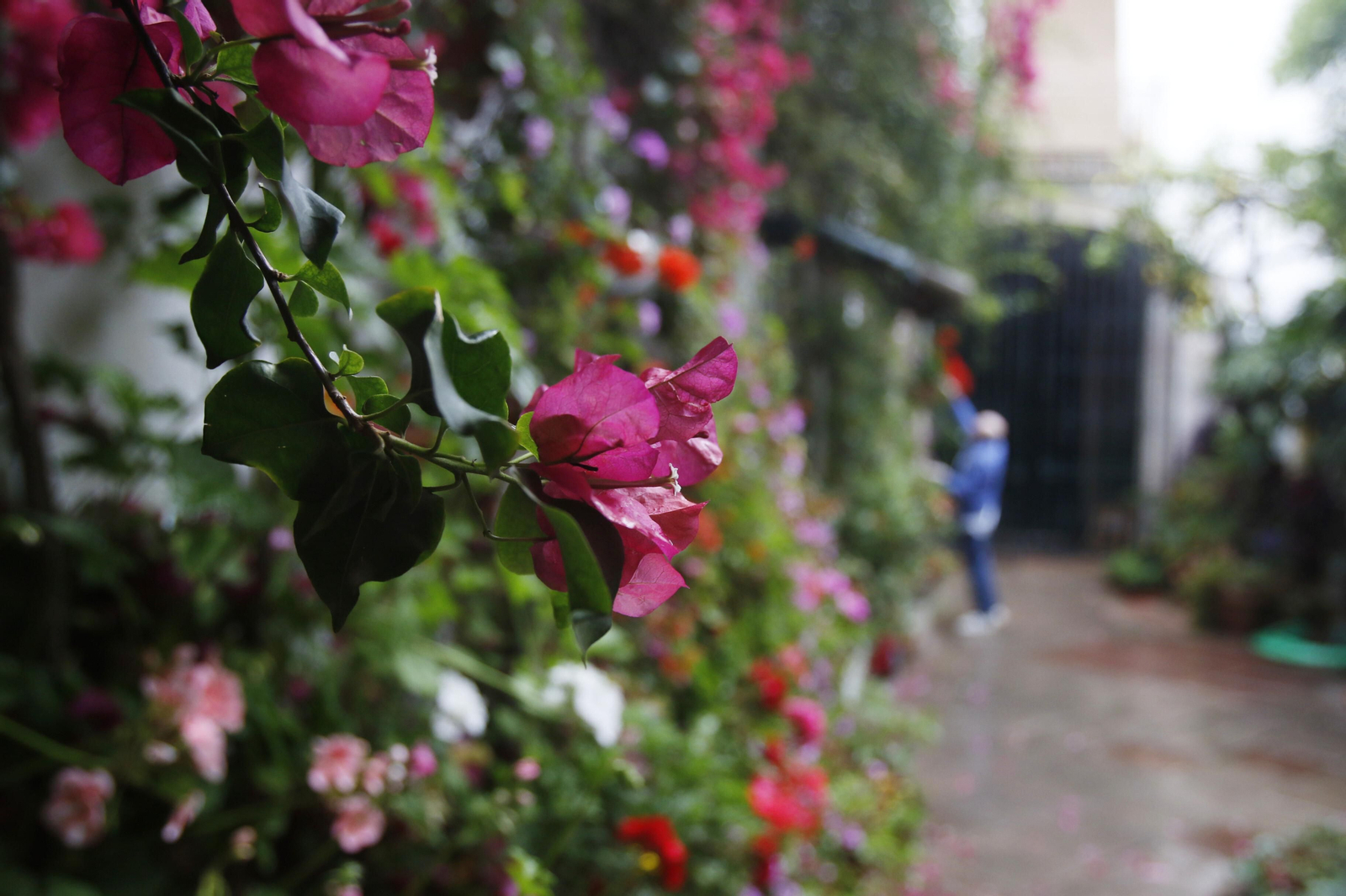 Las fotos de los Patios de Córdoba en tiempos de crisis: La Palma, 3