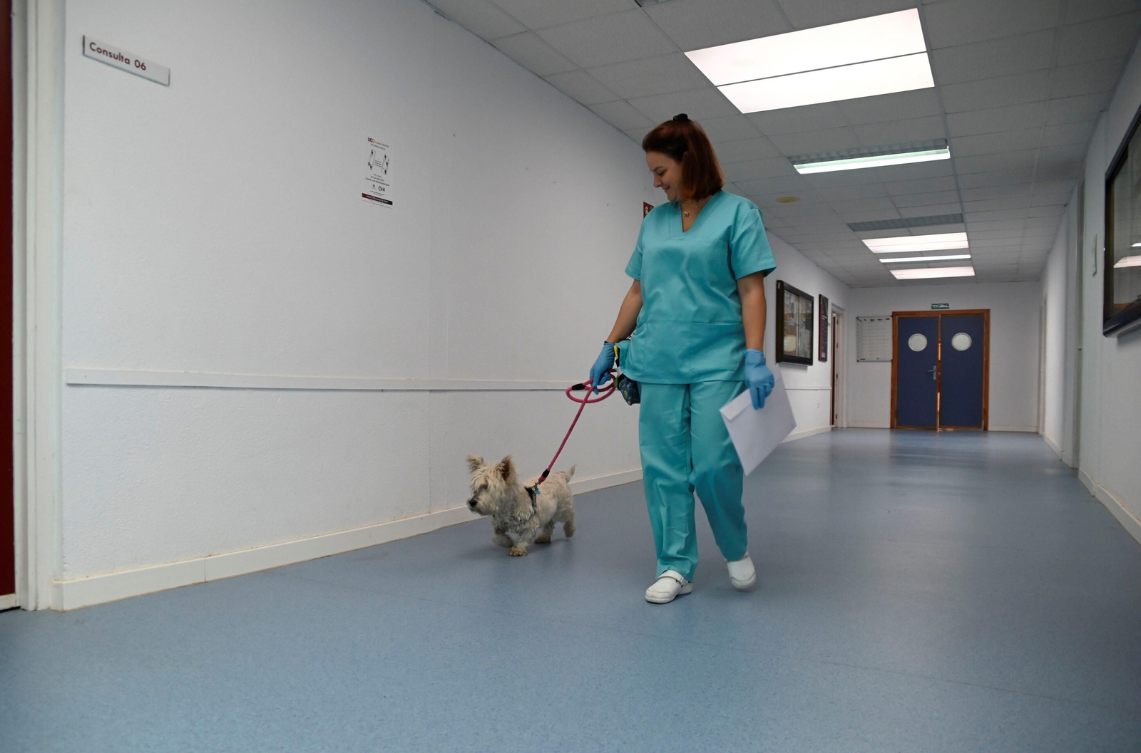 El Hospital Veterinario de la Universidad de Córdoba, en imágenes