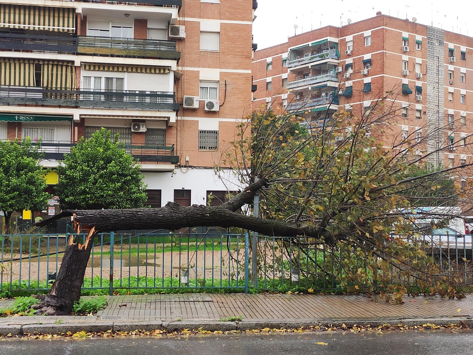 El paso de la borrasca Efraín por Córdoba, en imágenes
