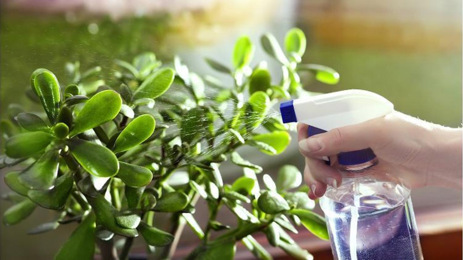 Para evitar que las macetas se sequen demasiado rápido después de regarlas, la superficie de la tierra debe estar siempre cubierta con una fina capa de tela.