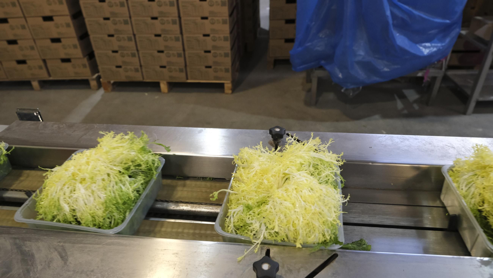 Desde Cuevas del Almanzora para el resto del mundo, las mejores escarolas con Cuadraspania, en imágenes