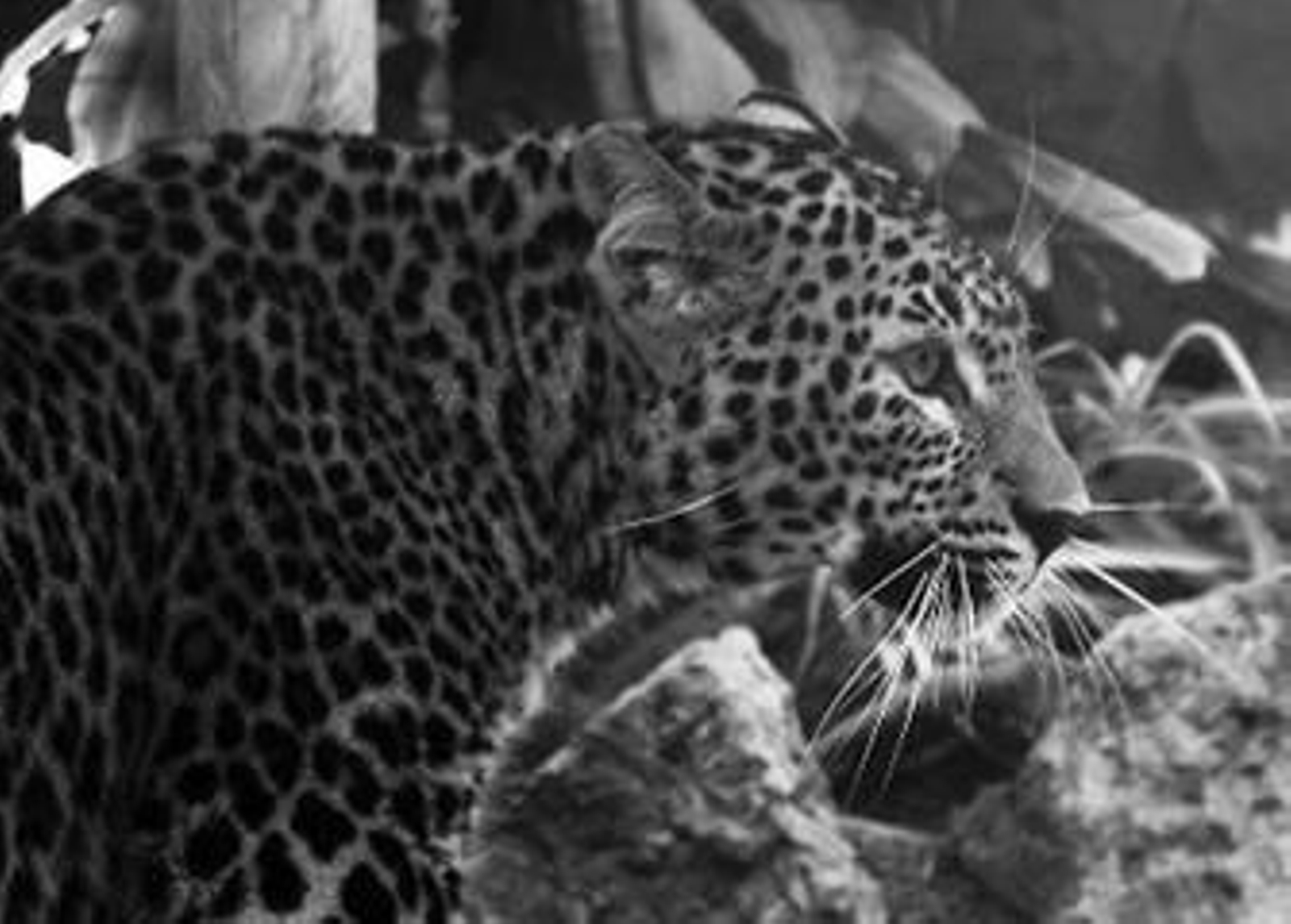 Uno de los ejemplares de leopardos que se exhiben ya en el Zoo de Jerez.