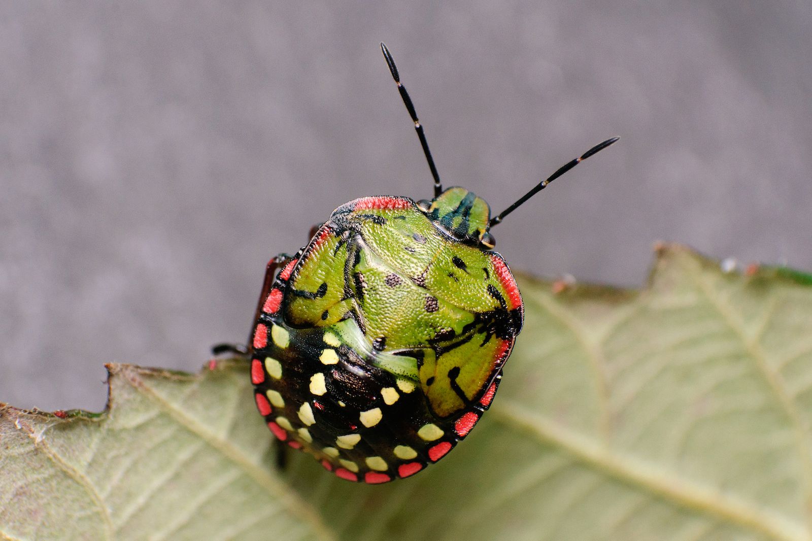 El chinche verde (Nezara viridula) en una planta de pimiento.