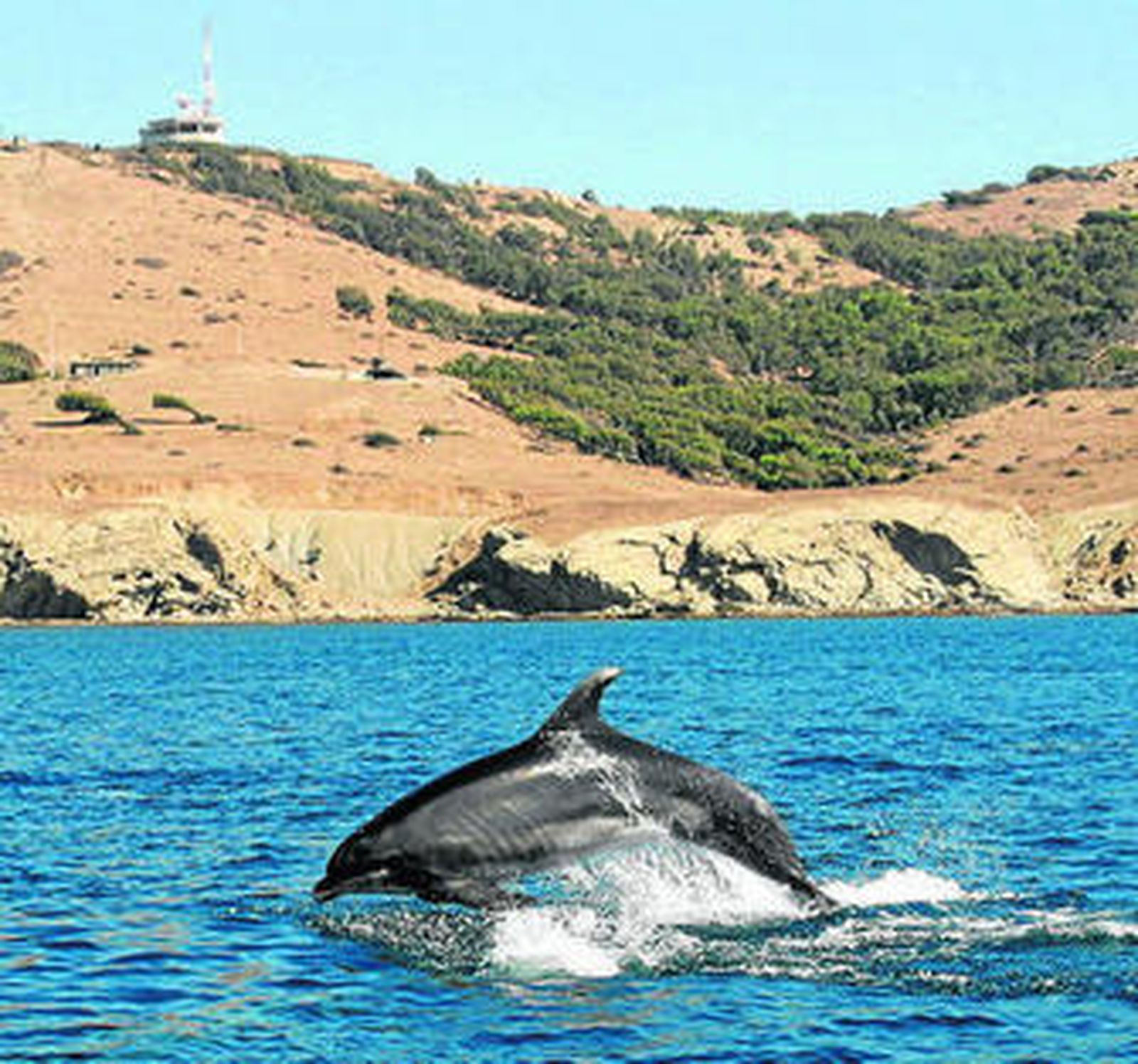 Un delfín mular, en el Estrecho de Gibraltar.
