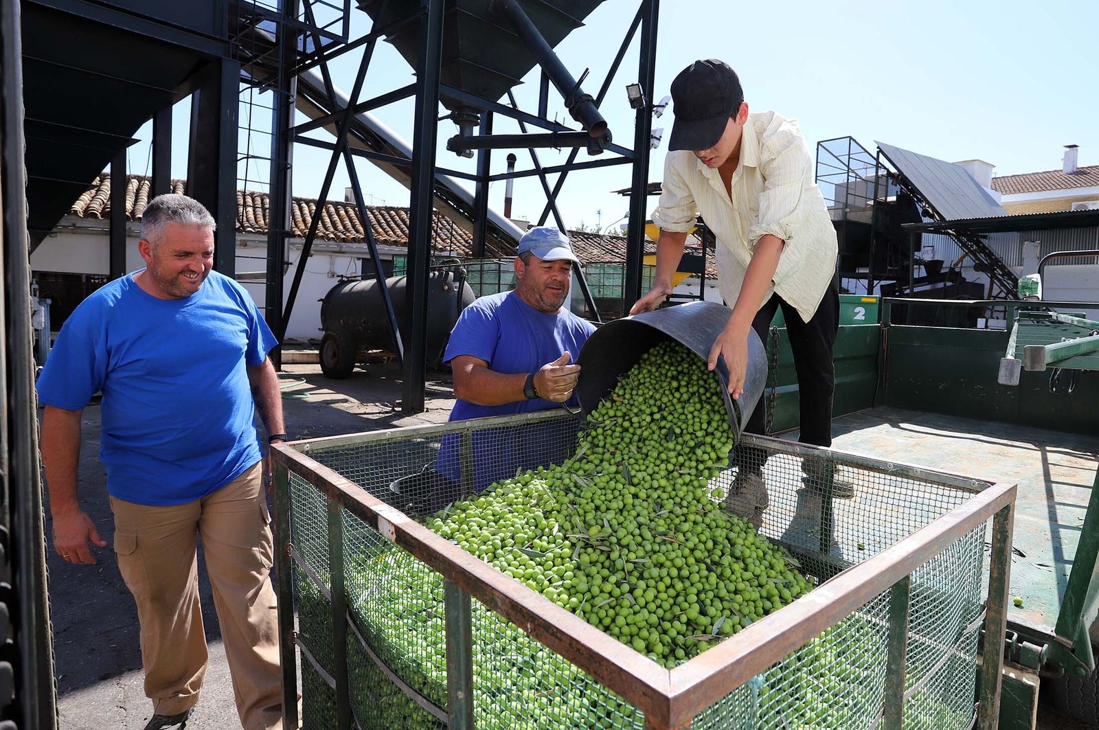 Actividad en una almazara.