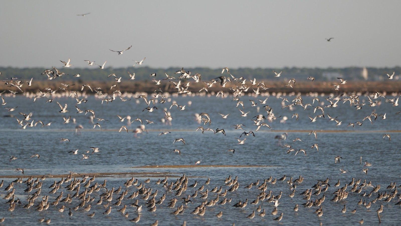 Bando de agujas colinegras y gaviotas en las marismas  del Odiel de Huelva.
