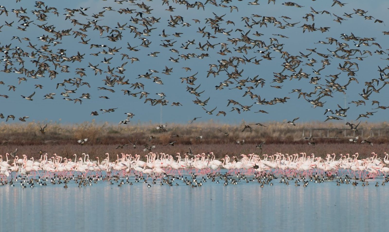 Este enero se han contabilizado 385.649 aves de 88 especies.