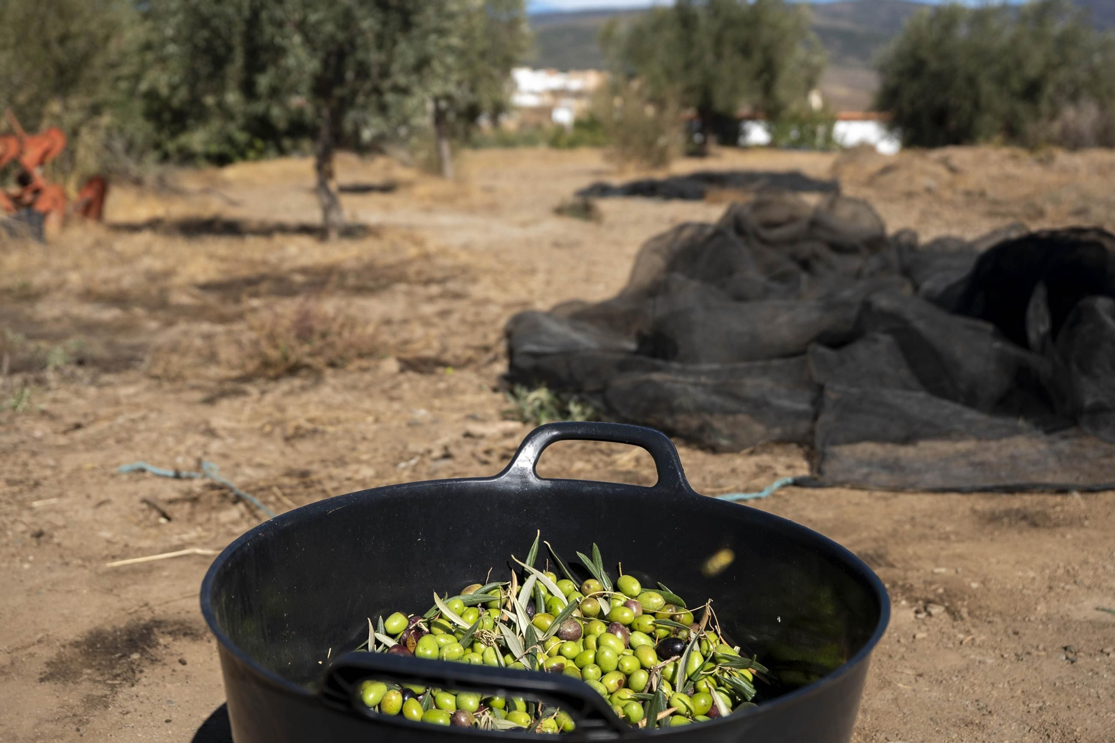 Las imágenes de la campaña recogida de acetuna en Fiñana