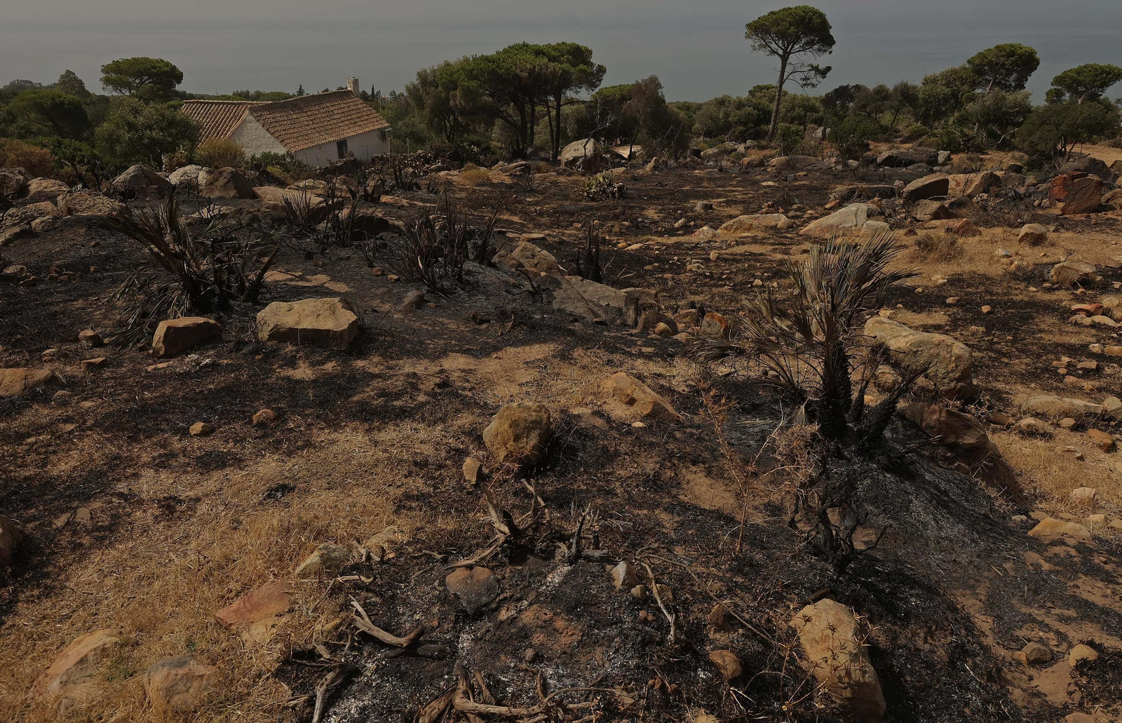 Fotos de los efectos del incendio en el monte de La Peña en Tarifa