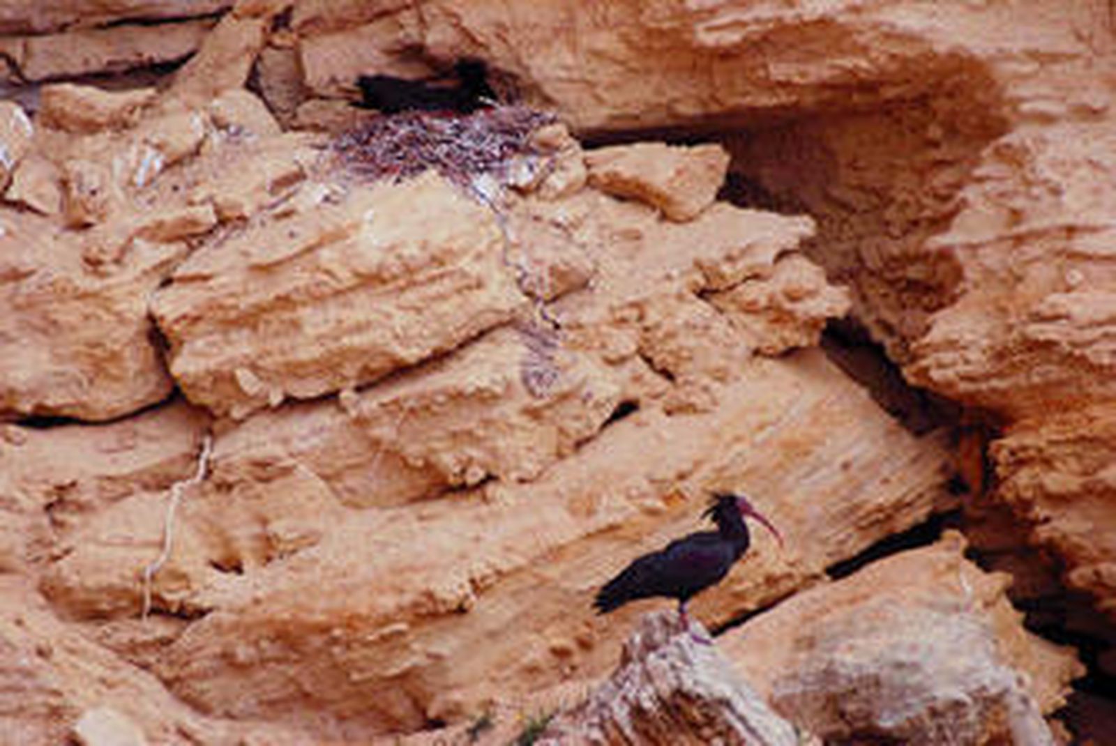 El Ibis Eremita anida entre las rocas.
