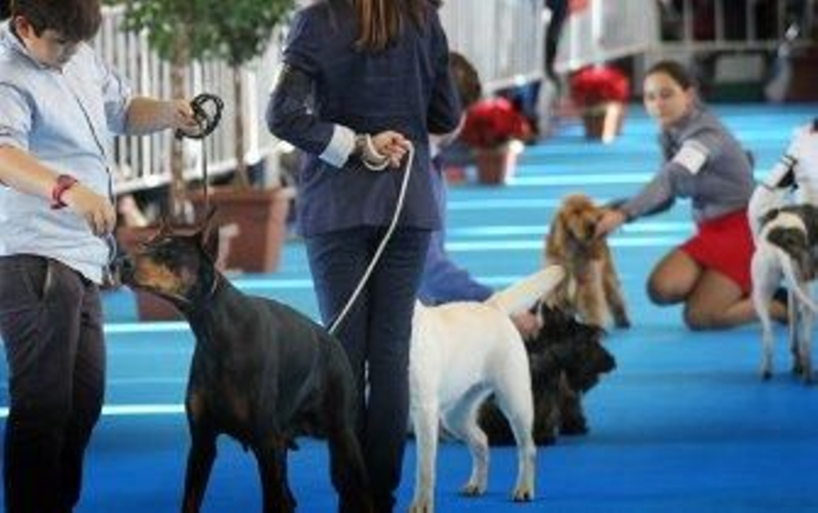 Ifeca congrega a unos 1.500 perros en la XXX Exposición Internacional