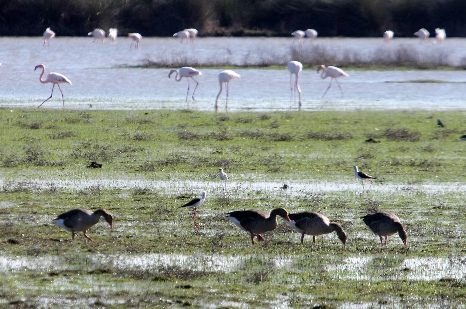 Aves en las marismas del Parque Nacional de Doñana.