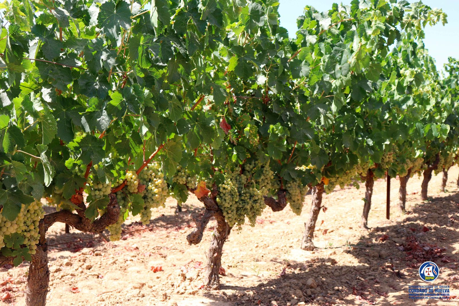 Viñas de Zalema, en el Condado de Huelva.