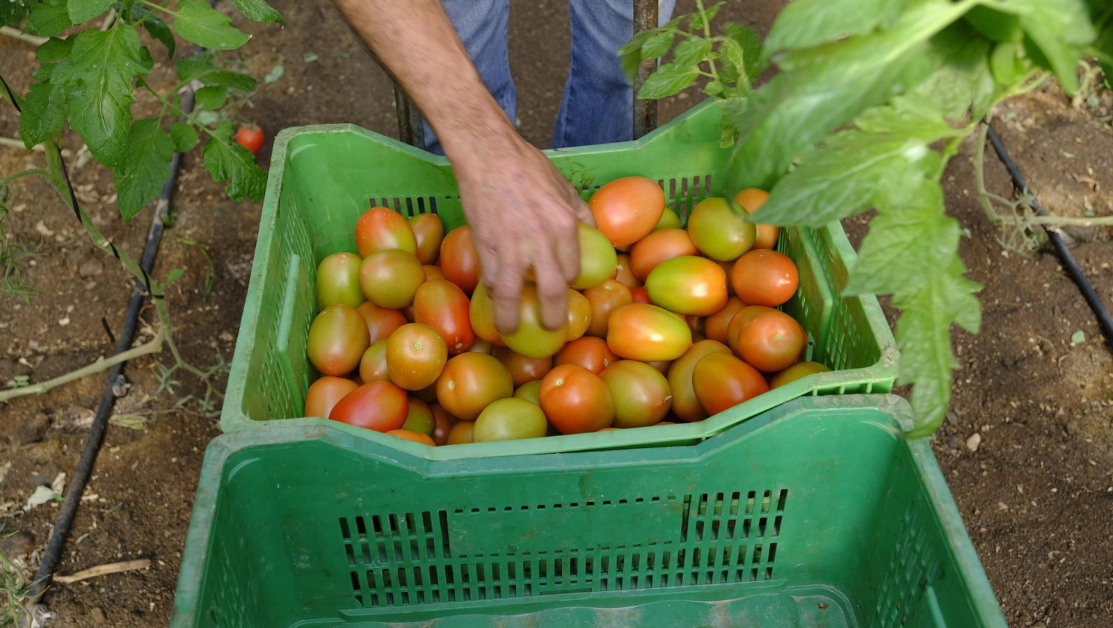 Tomates del campo almeriense para los lineales de los supermercados, en imágenes