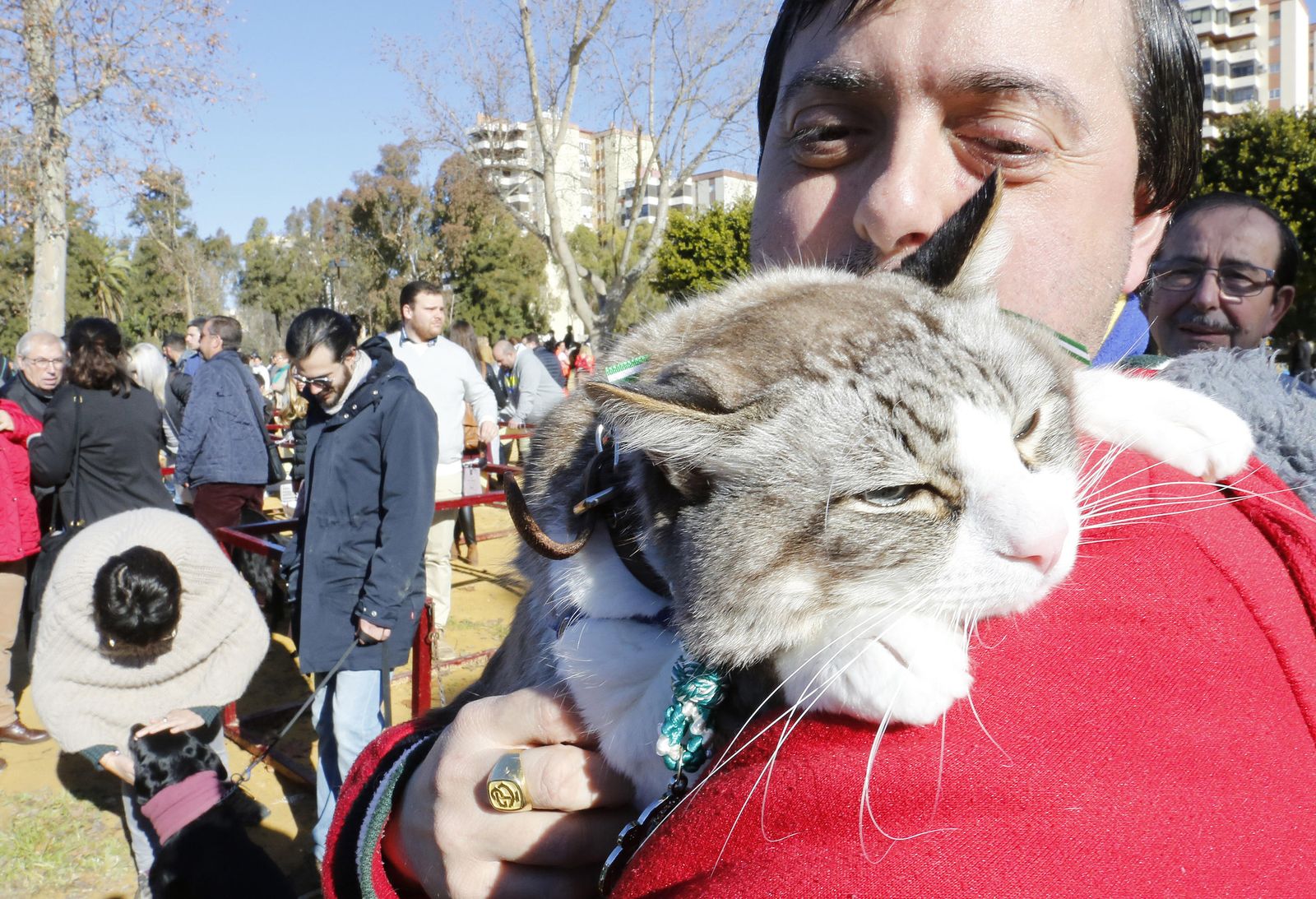 Las imágenes de la fiesta de San Antón