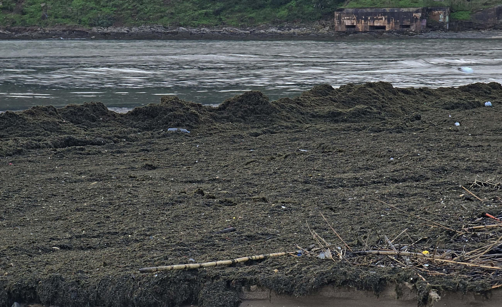 Fotos del nuevo arribazón de alga invasora en la playa de Getares en Algeciras