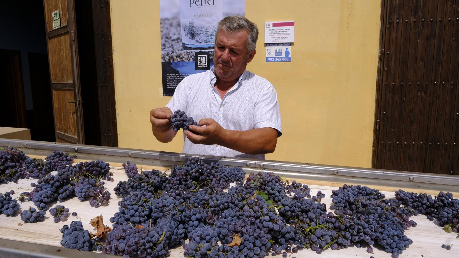 Una vez están las cajas llenas, toca llevarlas a las cintas donde se desechan las que se han podrido. Juan Pérez, dueño, selecciona racimos cargados de las mejores uvas.