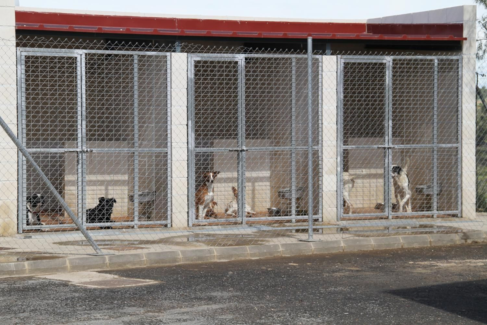 Estos son algunos de los perros que puedes adoptar en el refugio provincial de Huelva. Estos son algunos de los perros que puedes adoptar en el refugio provincial de Huelva.