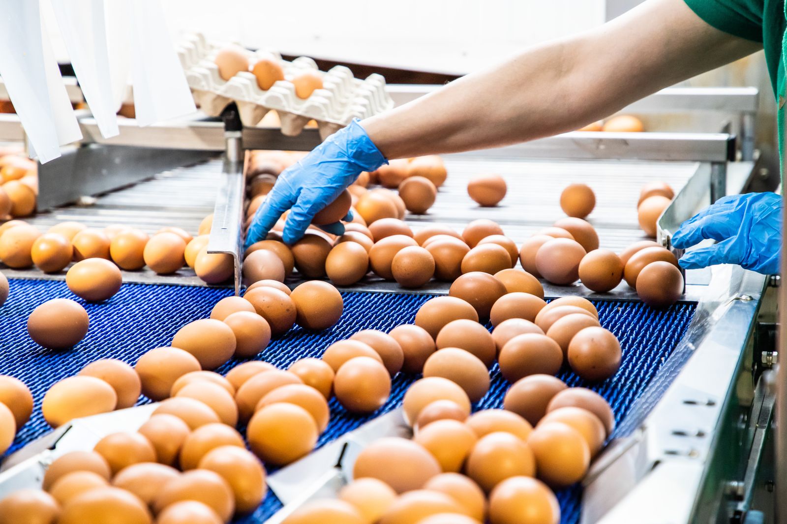 Manipulación de huevos.