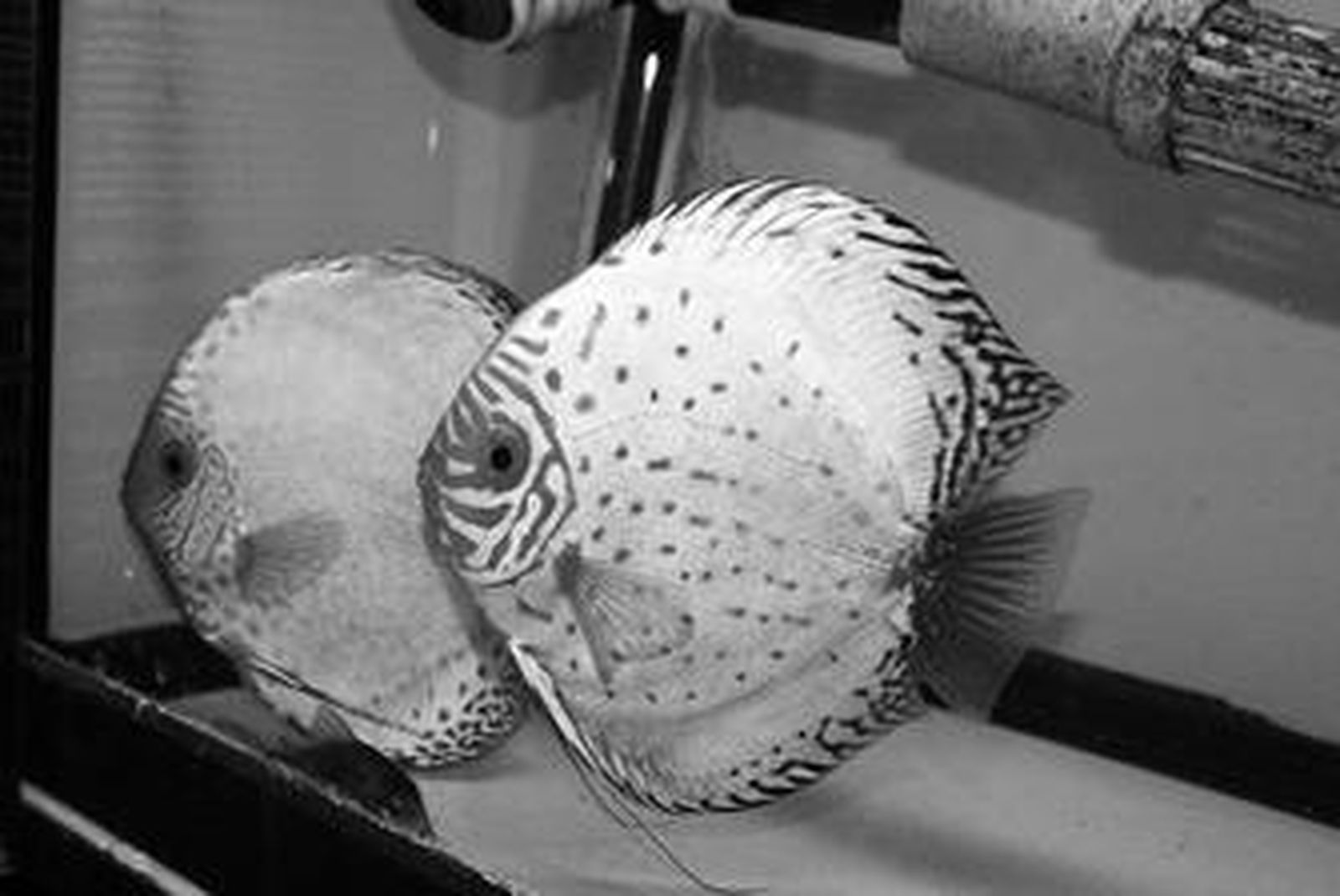 Un arrecife en el salón de estar