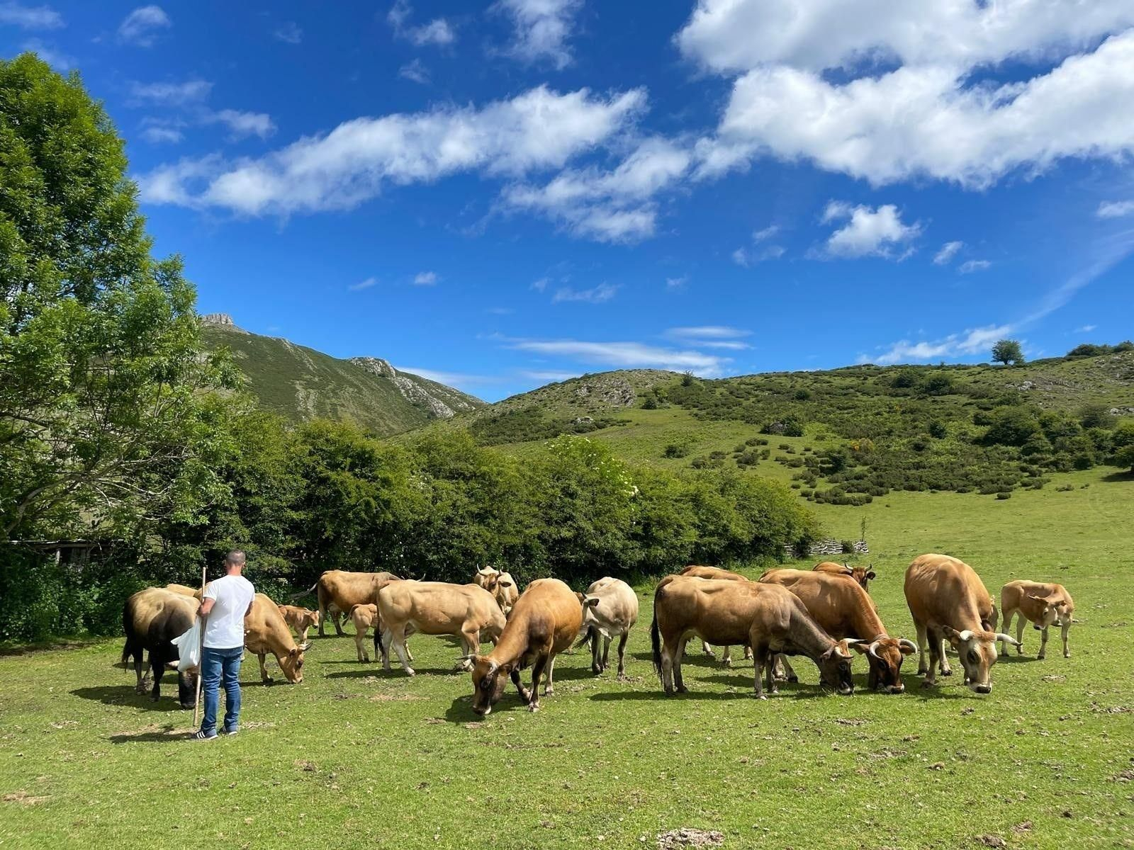 Trabajo del sector vacuno en Asturias.
