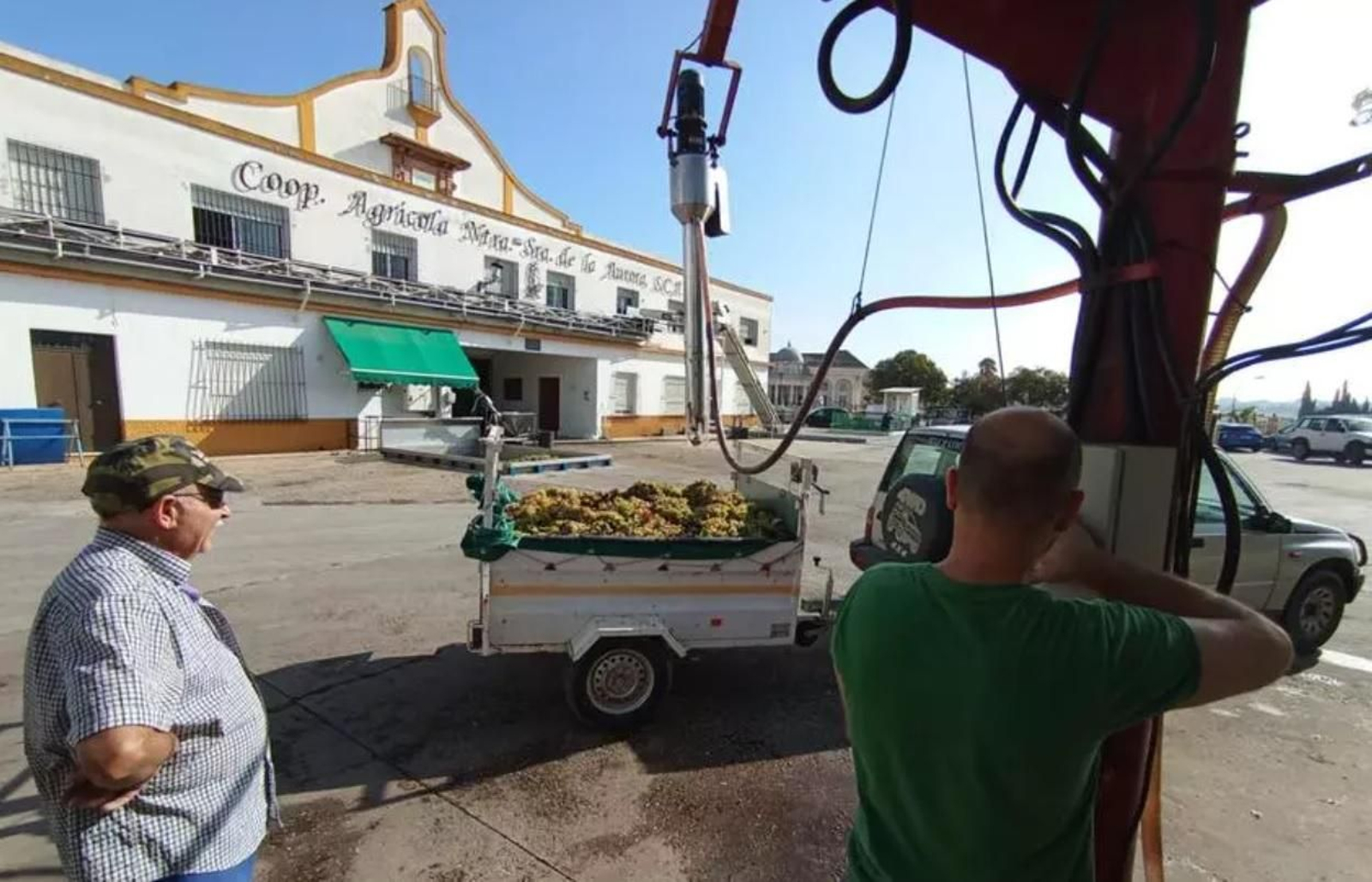 Un operario realiza labores con uvas recibidas en la cooperativa de La Aurora de Montilla Un operario realiza labores con uvas recibidas en la cooperativa de La Aurora de Montilla
