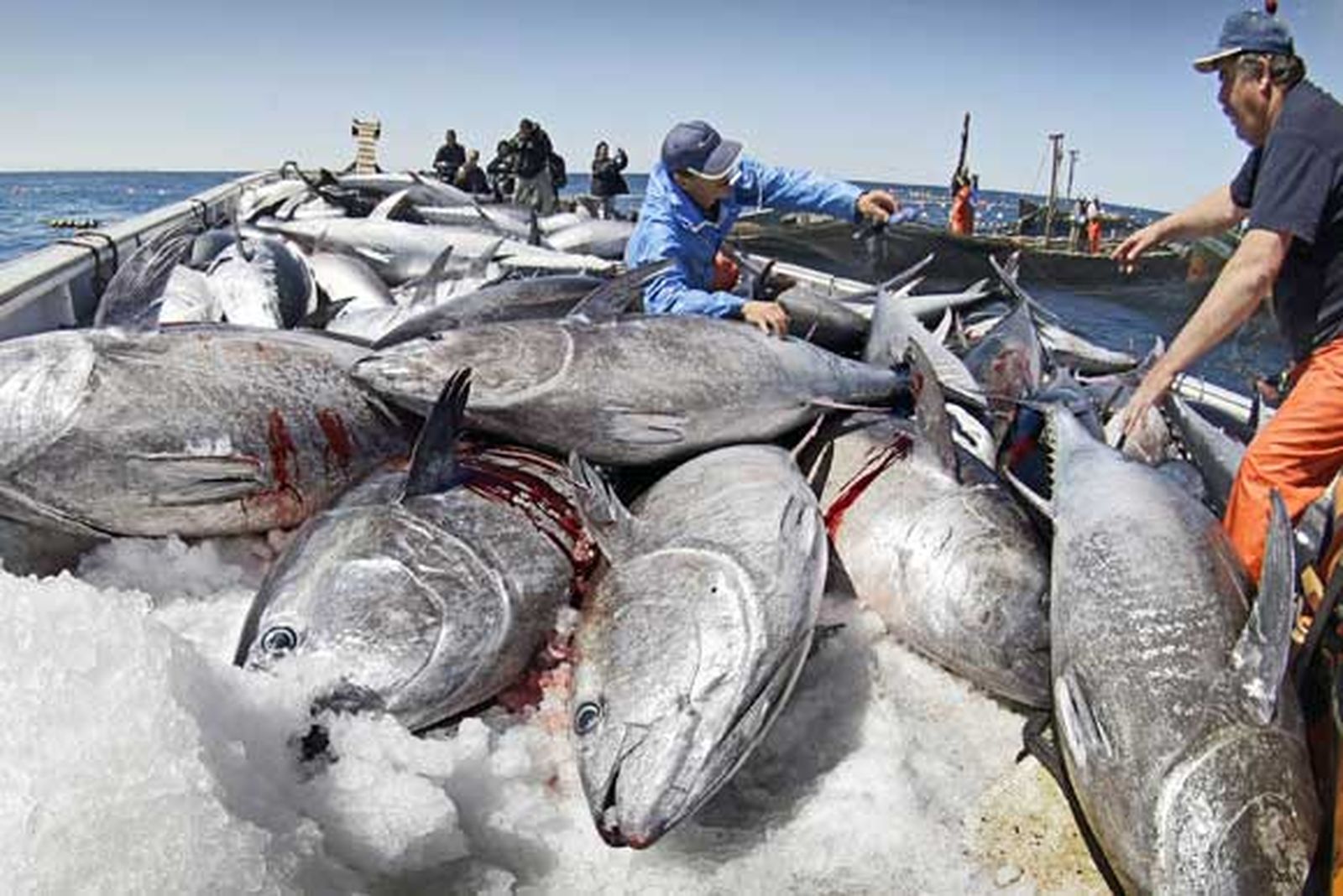 Las almadrabas gaditanas agotan su cuota de pesca de atún rojo