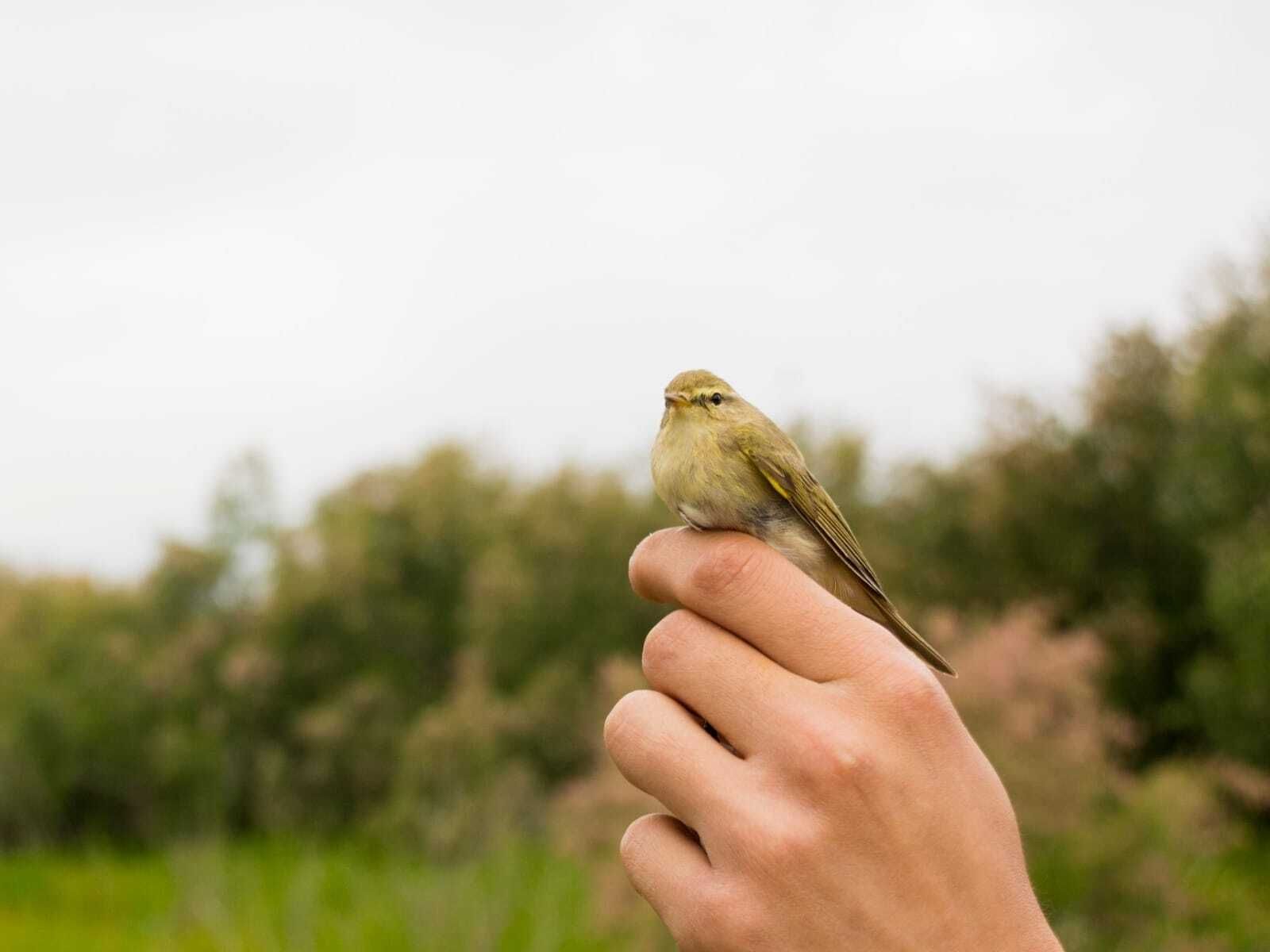Una de las especies capturadas para su anillamiento.