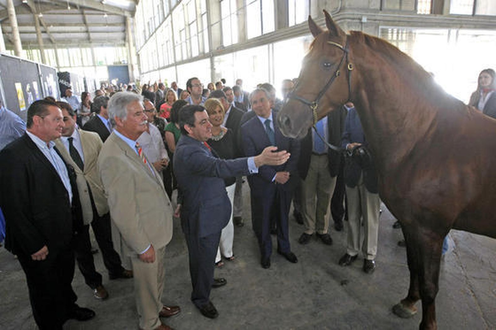 Inauguración. Un bello ejemplar ecuestre, admirado ayer en la inauguración de Equisur.  Foto: Pascual