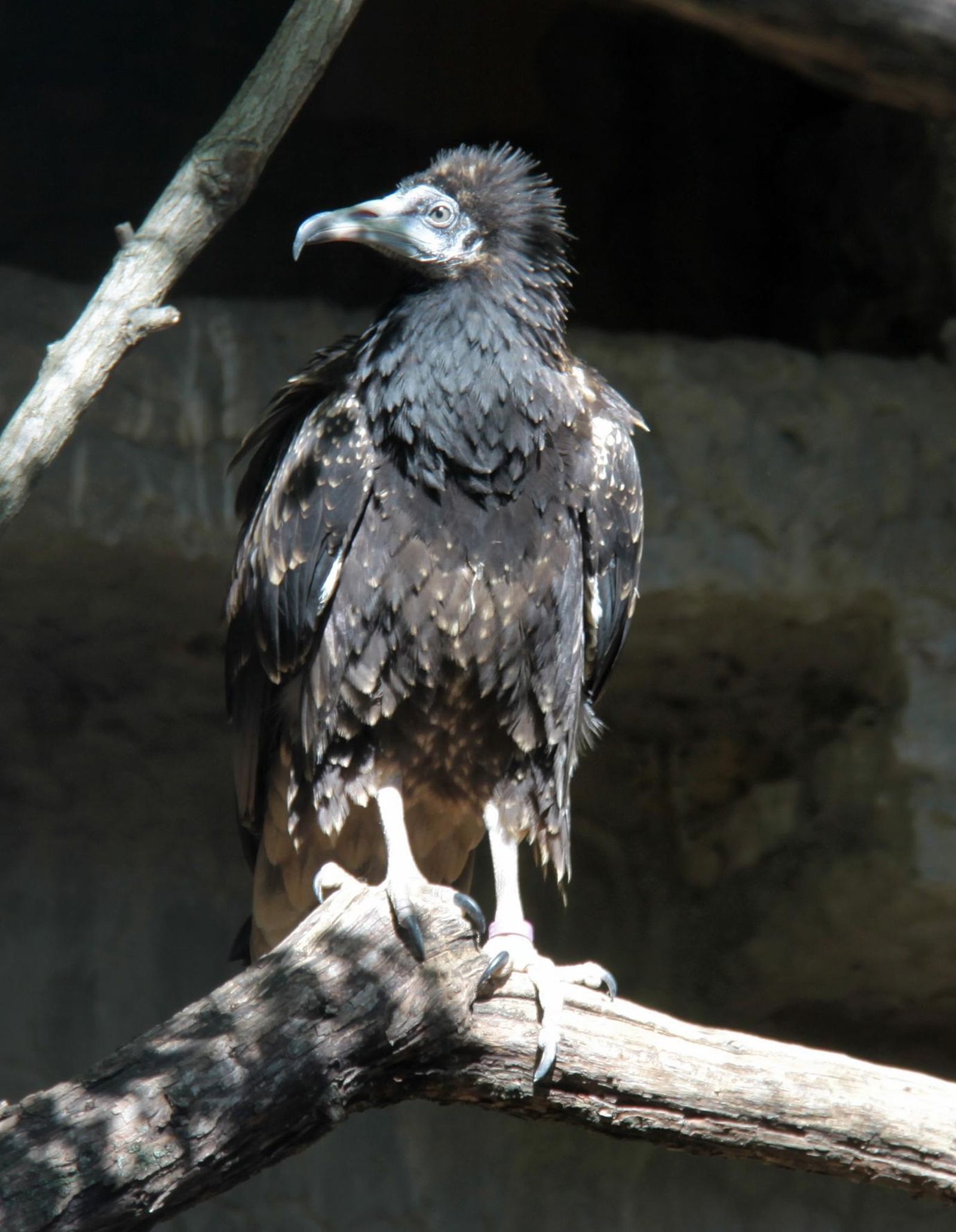 Imagen del pollo de alimoche que ha sido enviado a Bulgaria.