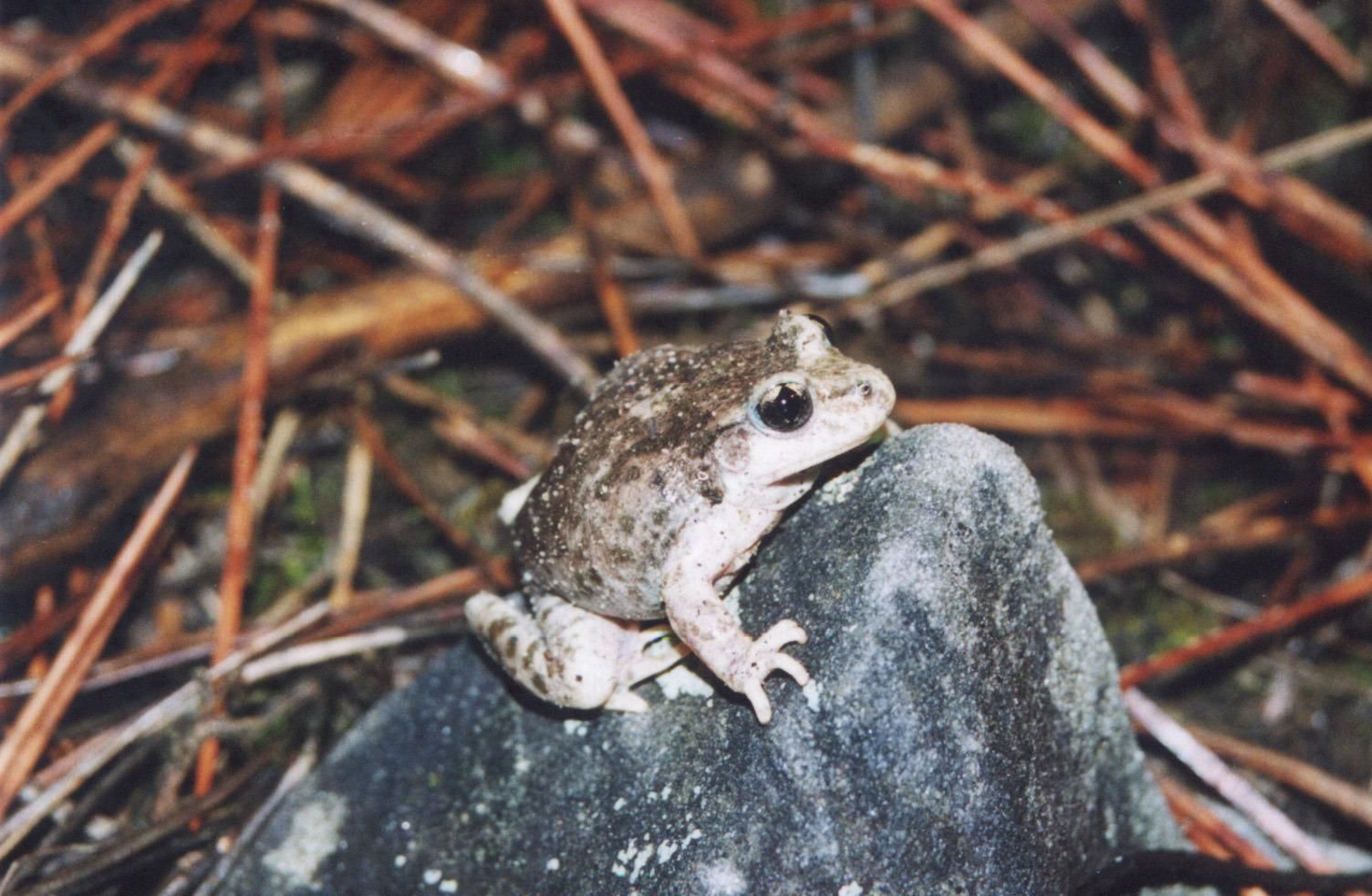 Sapo partero bético (Alytes dickhilleni)