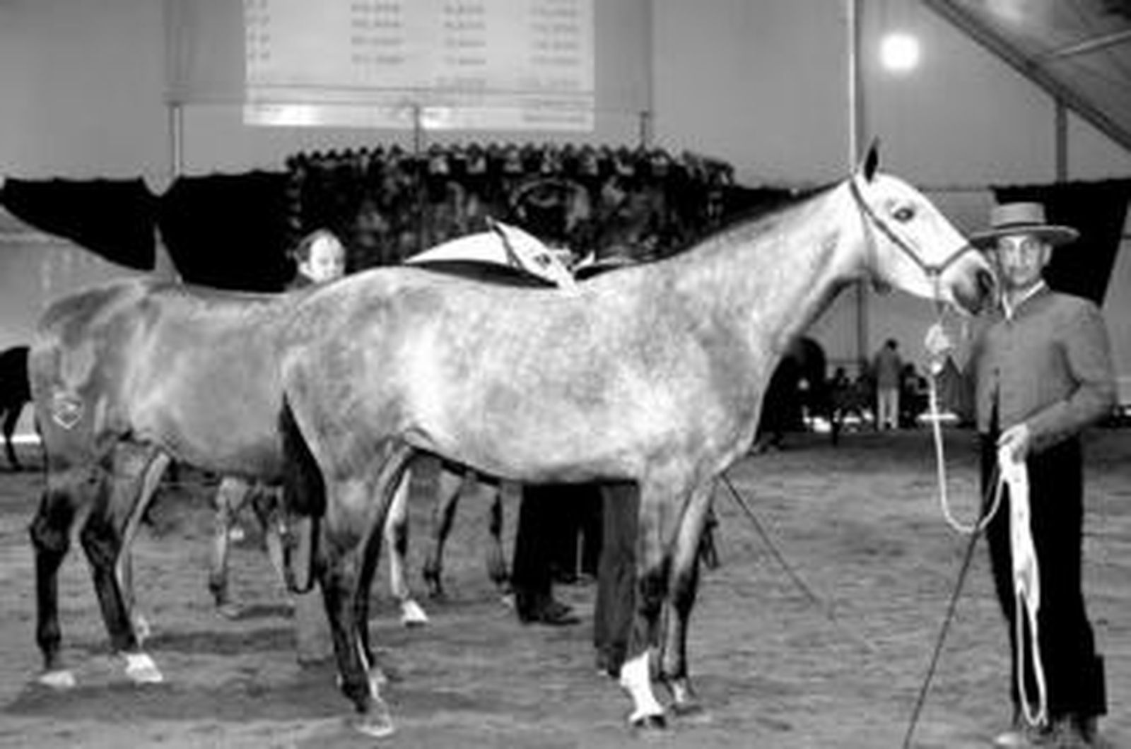 Varios equinos en la Carpa ejidense.
