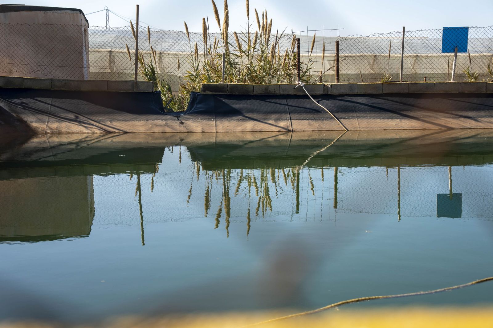 La primavera se planta en invierno entre sandías y tomates almerienses