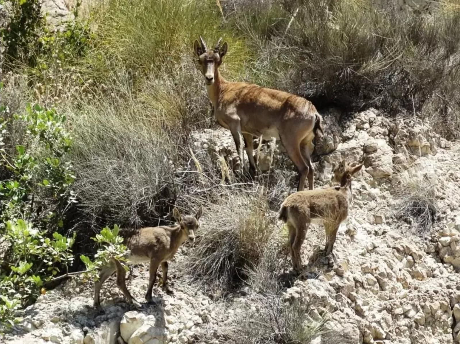 Un grupo de bomberos forestales camina hacia la zona afectHembra de cabra montés acompañada con dos chotillos fotografiada recientemente en el P. N. de Cabo de Gata-Níjarada por el incendio.