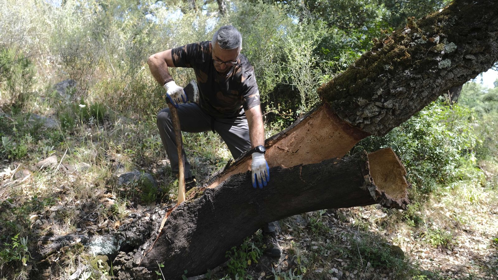 El mango de las hachas se utiliza para despegar la corcha.