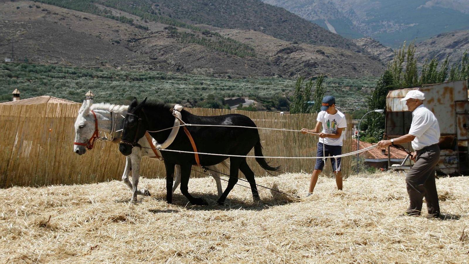 Yunta tirando de un trillo