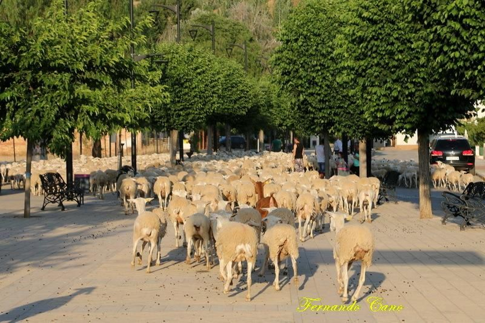 Las reses del ganadero Pablo Espinar hacen la trashumancia a su paso por Mogón.