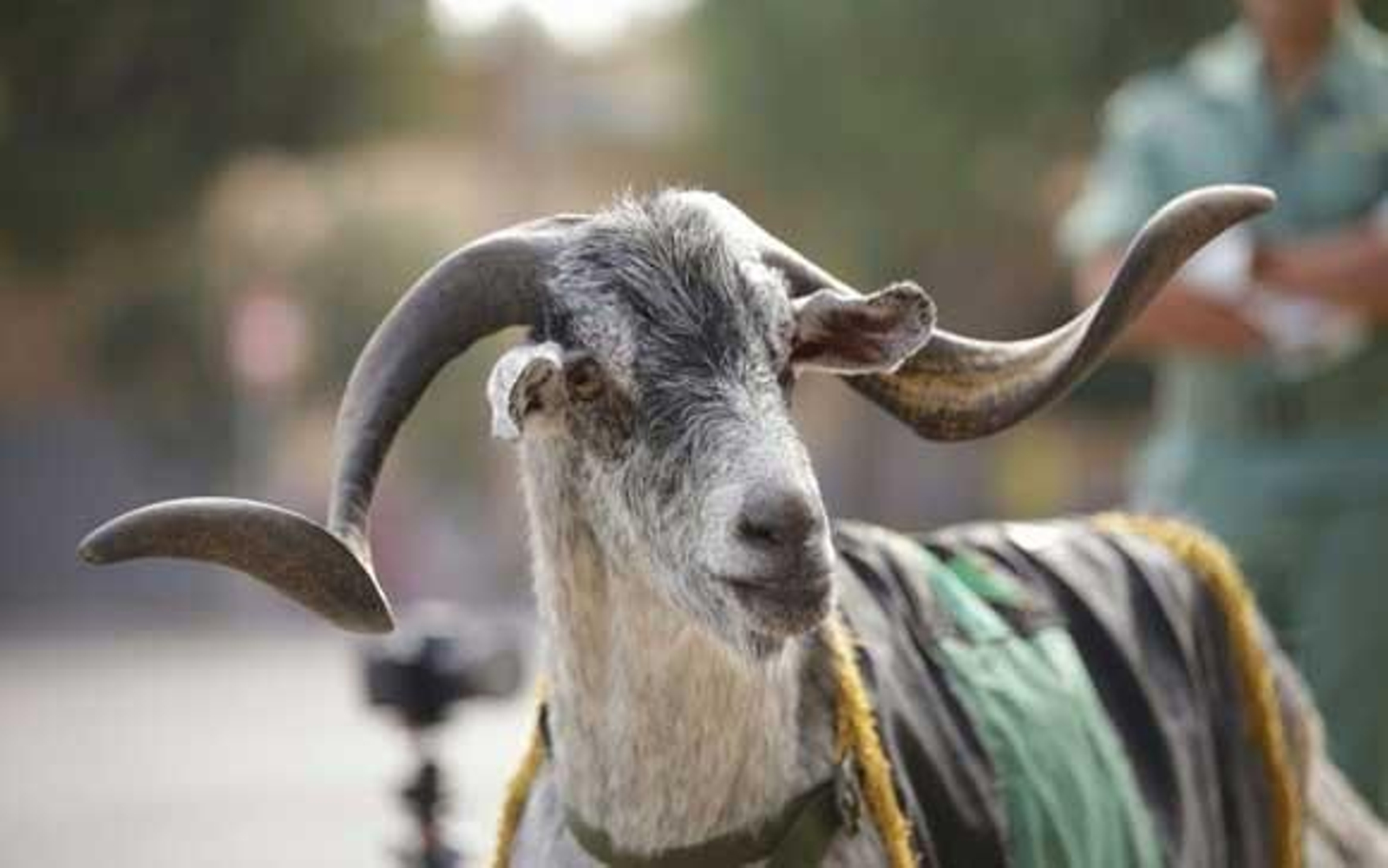 Pimer plano de Pepe, que fue objeto de un último desfile organizado por los legionarios antes de que el macho cabrío partiera hacia su retiro en Arcos.