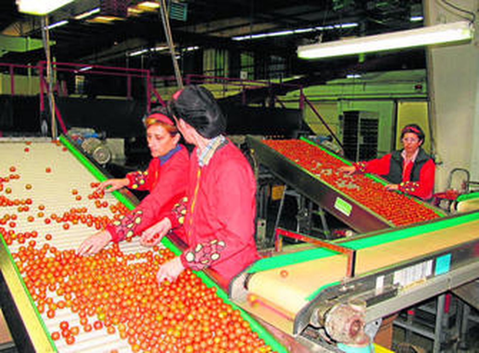 Trabajadoras de la cooperativa manipulan tomates cherry.