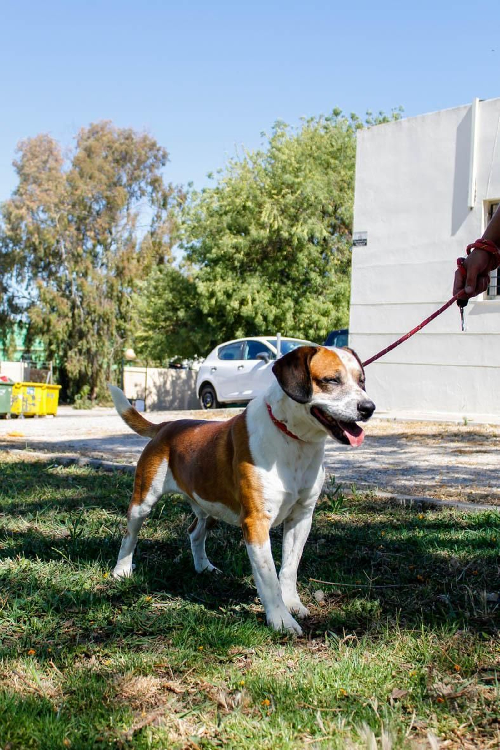 Este es uno de los perros que puede adoptarse a través de la web.