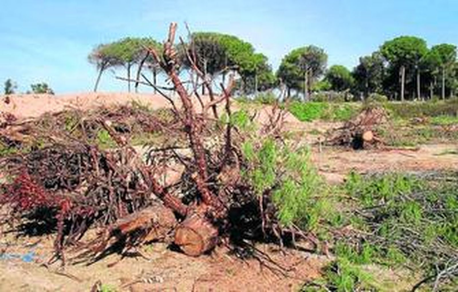 Uno de los árboles talados en la antigua cantera de Minervo.